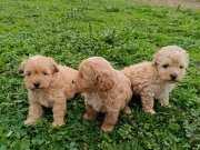 Poodle Ayarında Maltipoo Bebekler 