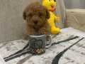 Sevimli Toy Bebekler 