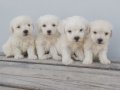 Maltese Pamuk Bebekler