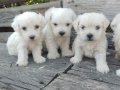 Maltese Pamuk Bebekler