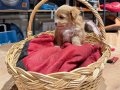 Tatlı Maltipoo Bebekler