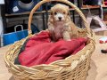 Tatlı Maltipoo Bebekler