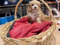 Tatlı Maltipoo Bebekler