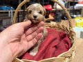 Tatlı Maltipoo Bebekler