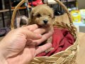 Tatlı Maltipoo Bebekler