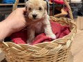 Tatlı Maltipoo Bebekler