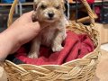 Tatlı Maltipoo Bebekler