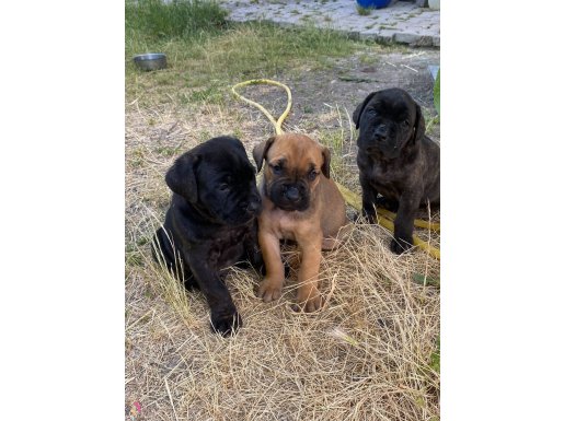 Cane corso iri kalın sağlıklı yavrular