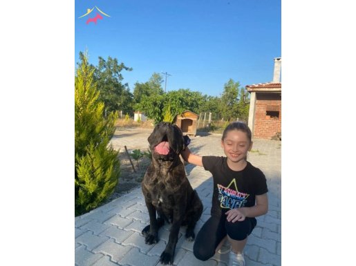 Cane corso iri kalın sağlıklı yavrular