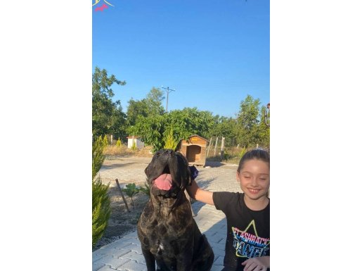 Cane corso erkek yavru iri ve kemikli