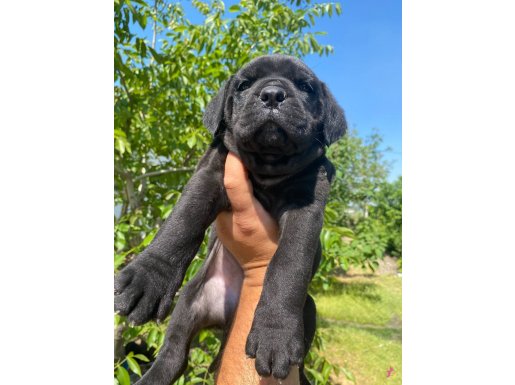 Cane corso iri ve sağlıklı yavru