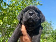 Cane corso iri ve sağlıklı yavru