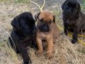 Cane corso iri kalın sağlıklı yavrular