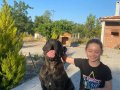Cane corso iri kalın sağlıklı yavrular