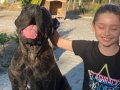 Cane corso erkek yavru iri ve kemikli