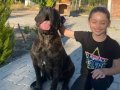Cane corso yavru iri sağlıklı erkek 