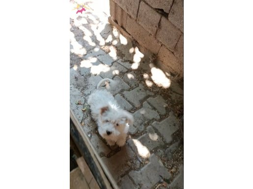 Sahiplendirilecek beyaz terier