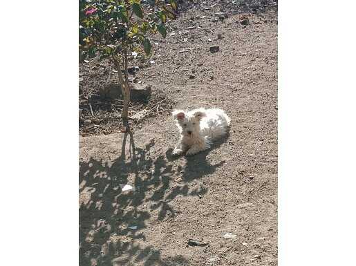  sevimli afacan beyaz terier 