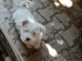 Sahiplendirilecek beyaz terier