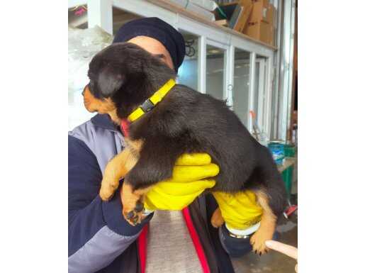 Antalya'da Safkan dişi  Rottweiler yavru 