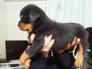 Çok üst kalite dev erkek yavru 