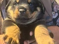 Safkan ırk garantili Erkek yavru 