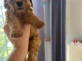 Poodle - Toy