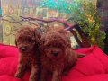 RED BROWN SAFKAN TOY POODLE BEBEKLE