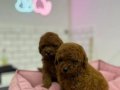 RED BROWN SAFKAN TOY POODLE BEBEKLE