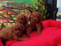 RED BROWN SAFKAN TOY POODLE BEBEKLE