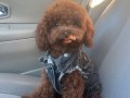 RED BROWN SAFKAN TOY POODLE BEBEKLE