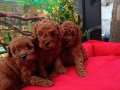 RED BROWN SAFKAN TOY POODLE BEBEKLE