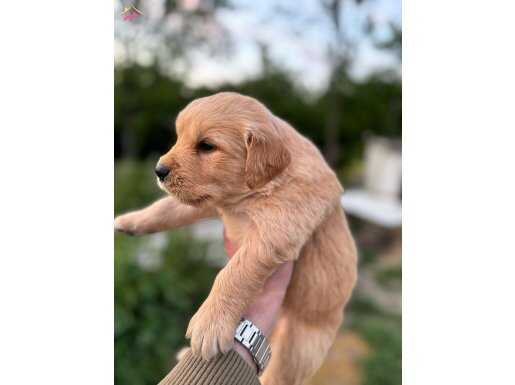 Baby Face Golden Retriever Yavrular 