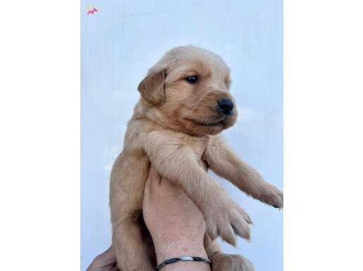 Baby Face Golden Retriever Yavrular 