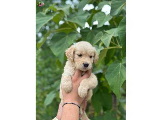 BABY FACE GOLDEN RETRİVER YAVRULAR 