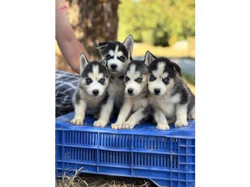 Orijinal Mavi Gözlü Sibirya Kurdu Husky