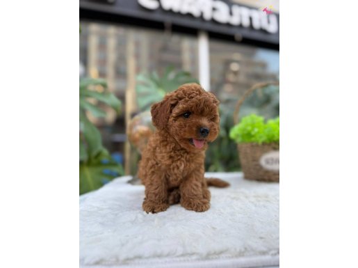 Orijinal Toy Poodle Yavrular 