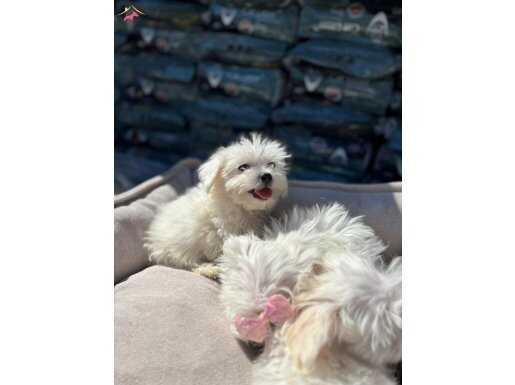 Orijinal Kar Beyaz Maltes Terrier Yavrular 