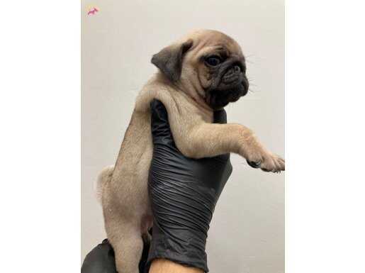 Sıfır Burun Pug Mops Yavrular 