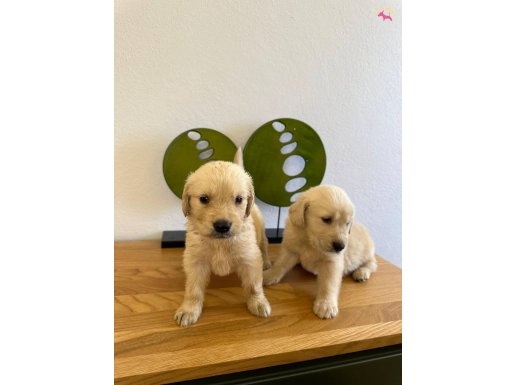 BEBEK YÜZLÜ GOLDEN RETRİVER YAVRULAR 