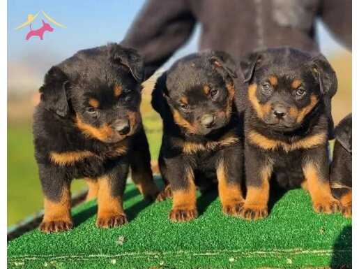 MACAR KAFA ROTTWEİLER 