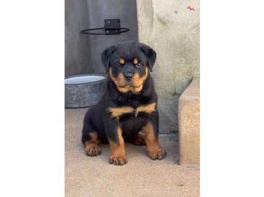 MACAR KAFA ROTTWEİLER YAVRULAR 