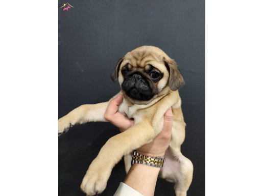 A Kalite Pug Mops Yavrular 