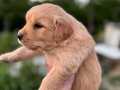 Baby Face Golden Retriever Yavrular 