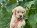 BABY FACE GOLDEN RETRİVER YAVRULAR 