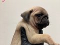 Sıfır Burun Pug Mops Yavrular 