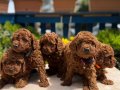 Orijinal Toy Poodle Yavrular 