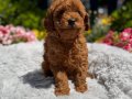 Orijinal Toy Poodle Yavrular 