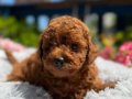 Orijinal Toy Poodle Yavrular 