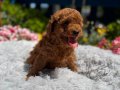 Orijinal Toy Poodle Yavrular 